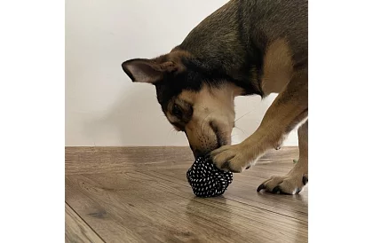 Set mare de jucării pentru câini - 10buc