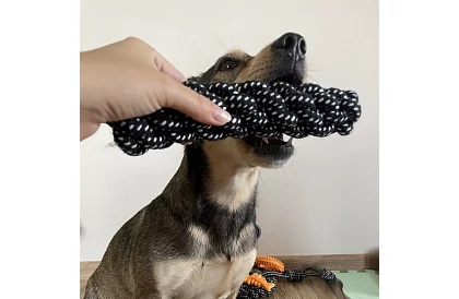 Set mare de jucării pentru câini - 10buc