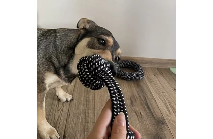 Set mare de jucării pentru câini - 10buc