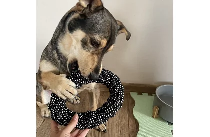 Set mare de jucării pentru câini - 10buc