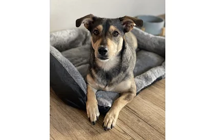 Pat pentru câine și pisică 60 × 45 cm