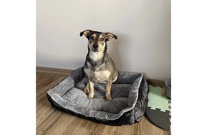 Pat pentru câine și pisică 60 × 45 cm