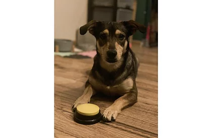 Butonuri de înregistrare vorbitoare pentru câine – antrenament de comunicare acasă