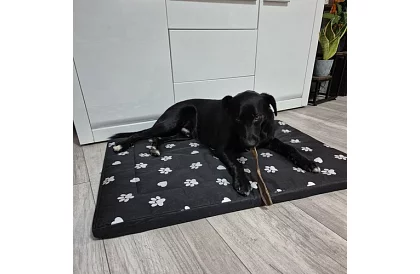 Pat de câine rezistent la apă - saltea 100x70 cm