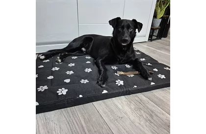 Pat de câine rezistent la apă - saltea 100x70 cm