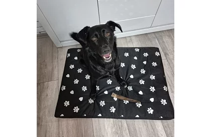 Pat de câine rezistent la apă - saltea 100x70 cm