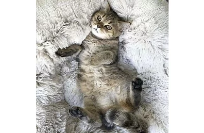 Pat de lux pentru câini, pisici și iepurași - 60 cm