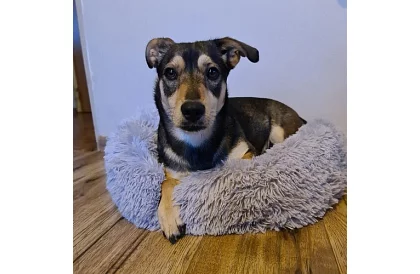 Pat de lux pentru câini, pisici și iepurași - 60 cm