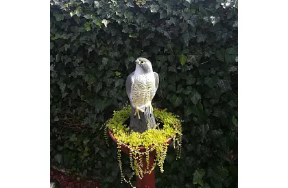 Plașitor de păsări – șoim realist