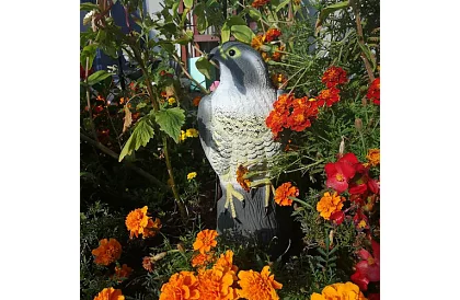 Plașitor de păsări – șoim realist