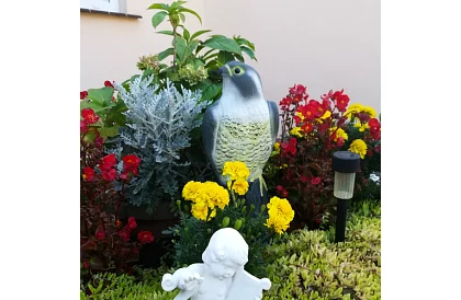 Plașitor de păsări – șoim realist