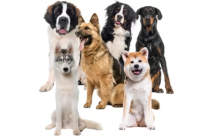 Saltea de răcire din gel neagră - 110 x 70 cm