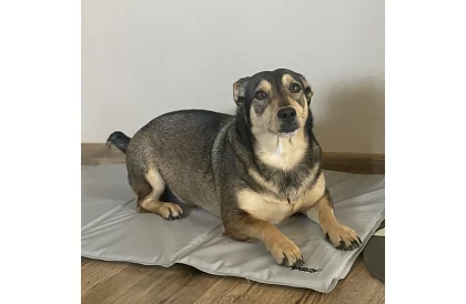 Saltea de răcire din gel - 90 x 50 cm