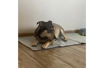 Saltea de răcire din gel - 90 x 50 cm