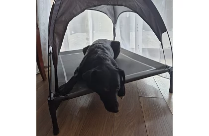 Pat de câine acoperit ridicat