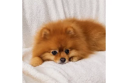 Plaid dublu față 150 x 200 cm – gri închis