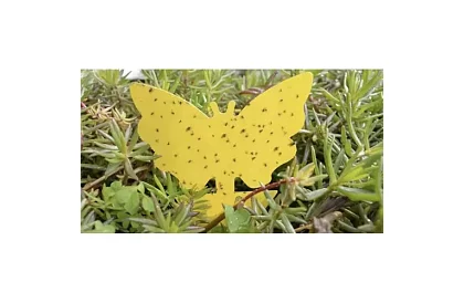 Lepci pentru insecte Repest – 12 bucăți