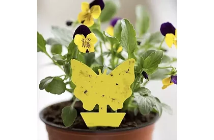 Lepci pentru insecte Repest – 12 bucăți