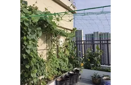 Suportul rețelei pentru plante 2x10 m