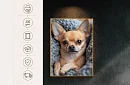 Mazlivă companie - imagine - Câinele chihuahua drăguț în pătuțul moale 17