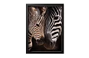 Proximitatea naturii - imagine - Zebra cu pui în detaliu 55