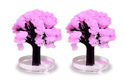 Pom Sakura - înflorește fermecător