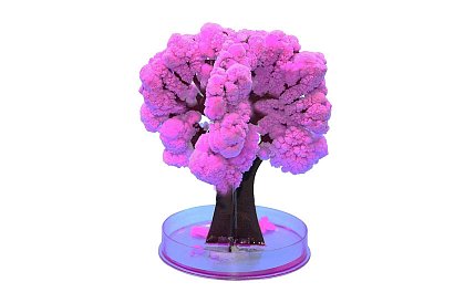 Pom Sakura - înflorește fermecător