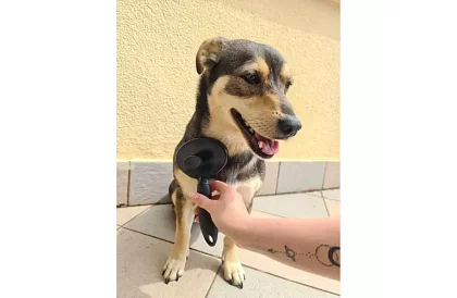 Perie auto-curățare pentru blană