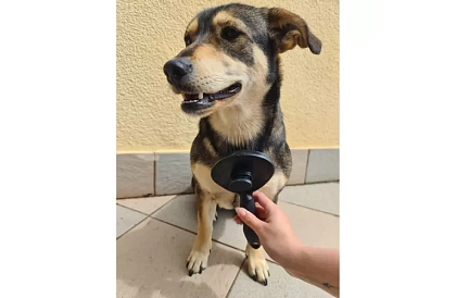 Perie auto-curățare pentru blană