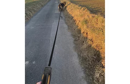 Lesă automatice Flexi pentru până la 15 kg – 5 m