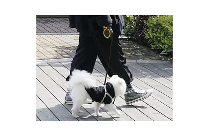 Lesă automatice Flexi pentru până la 15 kg – 5 m