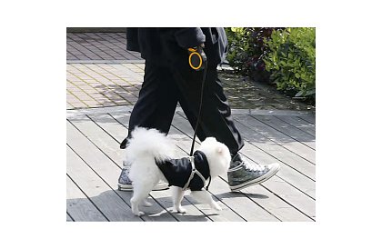 Lesă automatice Flexi pentru până la 15 kg – 5 m