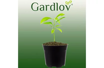 Ghiveci de grădină de 16 cm – 500 bucăți