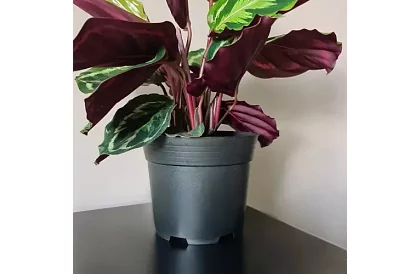 Ghiveci de grădină de 16 cm – 500 bucăți