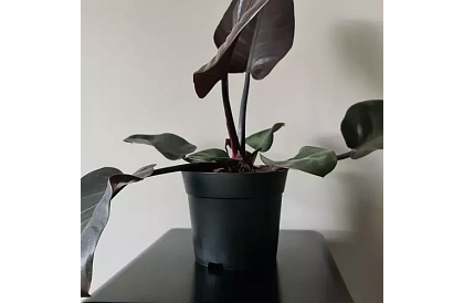 Ghiveci de grădină de 16 cm – 500 bucăți