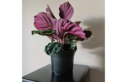 Ghiveci de grădină de 16 cm – 500 bucăți