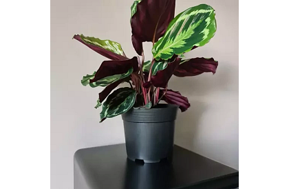 Ghiveci de grădină de 16 cm – 500 bucăți