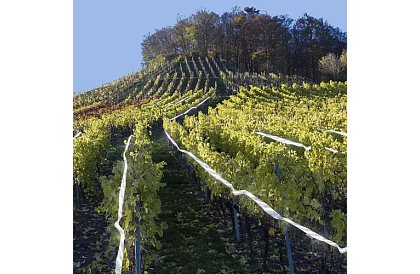 Bandă holografică pentru sperierea păsărilor - 80 metri