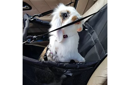 Geanta de transport pentru animalul dumneavoastră pe scaunul mașinii