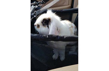 Geanta de transport pentru animalul dumneavoastră pe scaunul mașinii