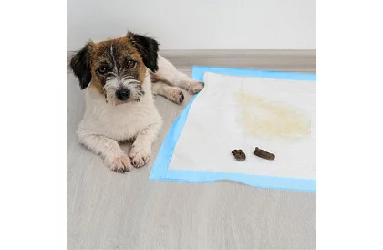 Saltele igienice absorbante 100 buc – 60x60 cm + pungi pentru excremente