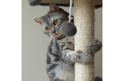 Griă de zgâriat pentru pisici - 71 x 44 x 34 cm