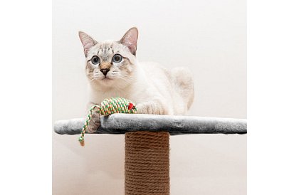 Griă de zgâriat pentru pisici - 71 x 44 x 34 cm