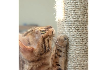 Griă de zgâriat pentru pisici - 71 x 44 x 34 cm