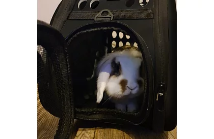 Cutie - geantă de călătorie pentru animale - neagră