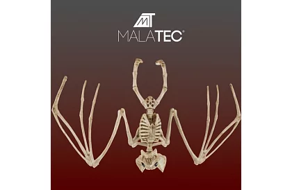 Scheletul unui liliac 30 cm - decoratiune de Halloween