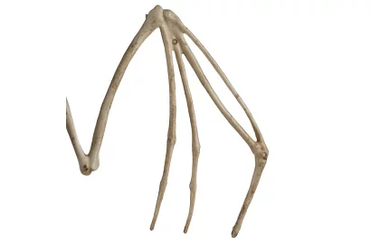 Scheletul unui liliac 30 cm - decoratiune de Halloween