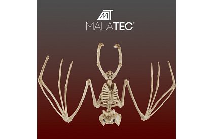 Scheletul unui liliac 30 cm - decoratiune de Halloween