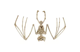 Scheletul unui liliac 30 cm - decoratiune de Halloween