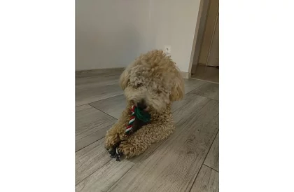 Set de jucării pentru câini - 6 bucăți